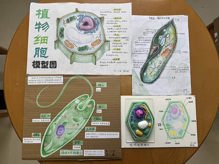 塑细胞之形，探微观之美——初一生物备课组进行“细胞模型制作大赛​”