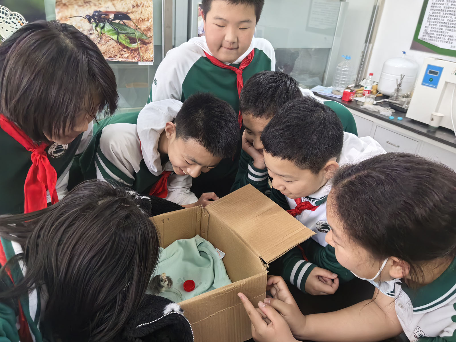 生命之探秘——萌鸡诞生