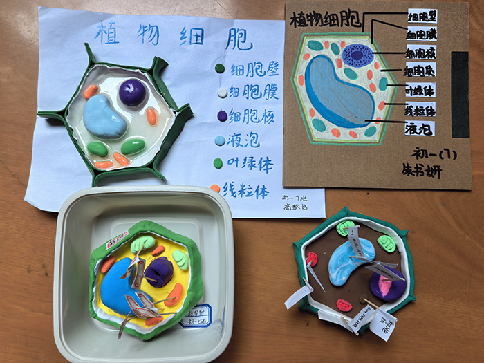 初一生物备课组举办“细胞模型制作大赛”